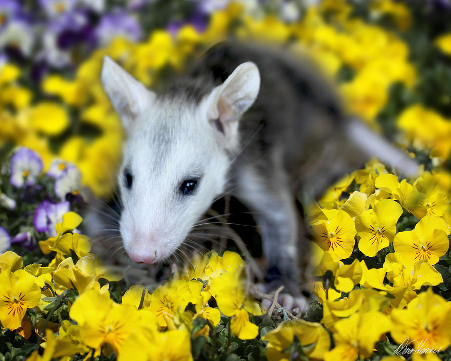 Baby Opossum in Flowers Photograph by Diana Haronis