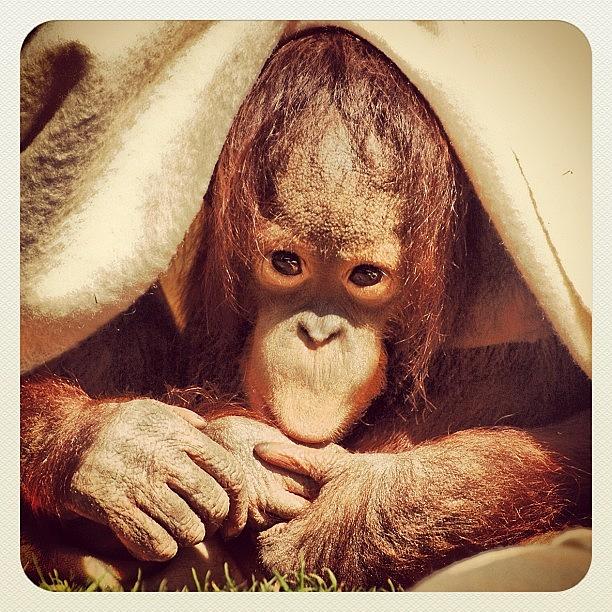 Nature Photograph - Baby Orangutan by Addie Dordoma
