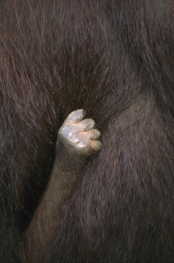 Baby Orangutan Grasping Mothers Fur Photograph by Cyril Ruoso
