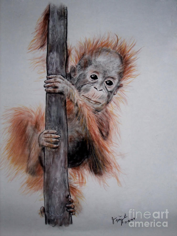 Monkey Drawing - Baby Orangutan  by Jim Fitzpatrick