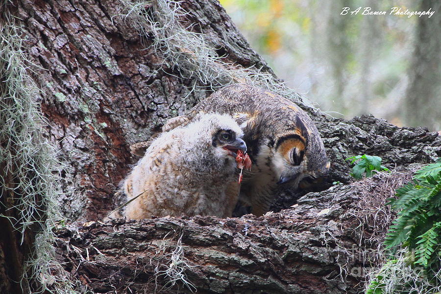 Baby Owl Feeding Photograph by Barbara Bowen