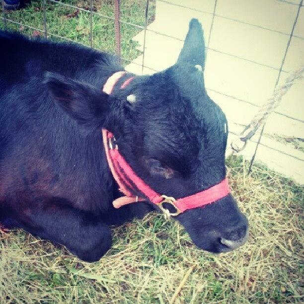 Farm Photograph - #baby #ox #bull #farmphotography by Laura Vaillancourt