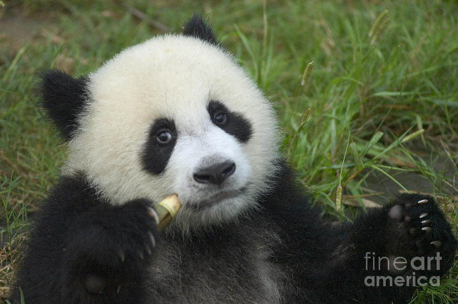 Baby Panda Photograph by Craig Lovell