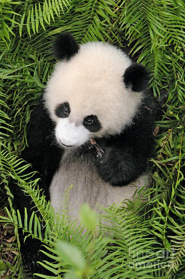 Baby Panda in Ferns Photograph by Craig Lovell