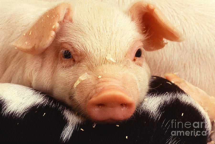 Baby Piglet Photograph by Science Source