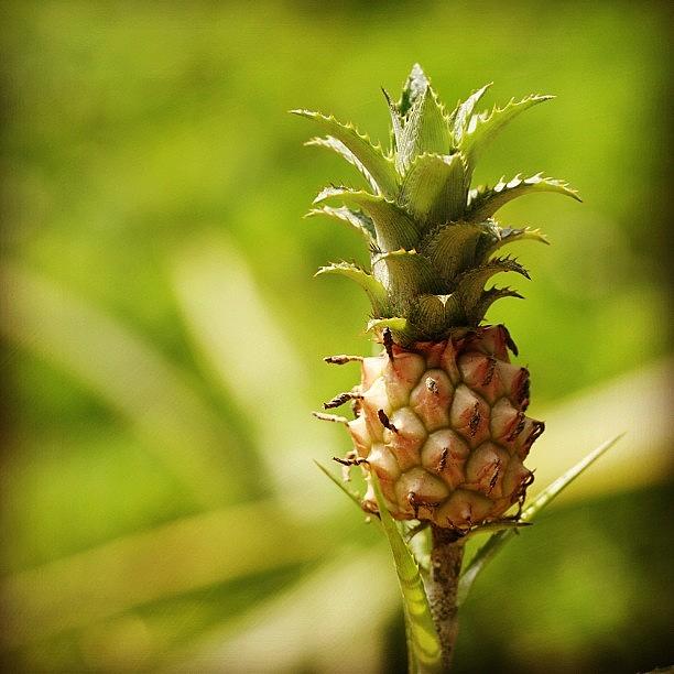 Baby Pineapple Photograph by Leon Traazil