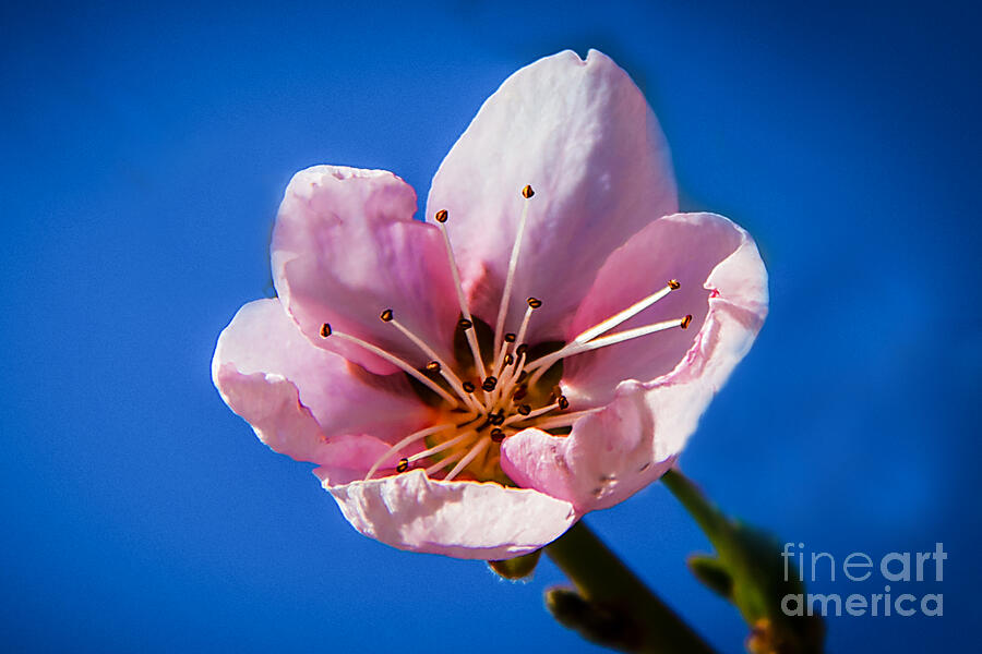 Baby Pink Photograph by Robert Bales