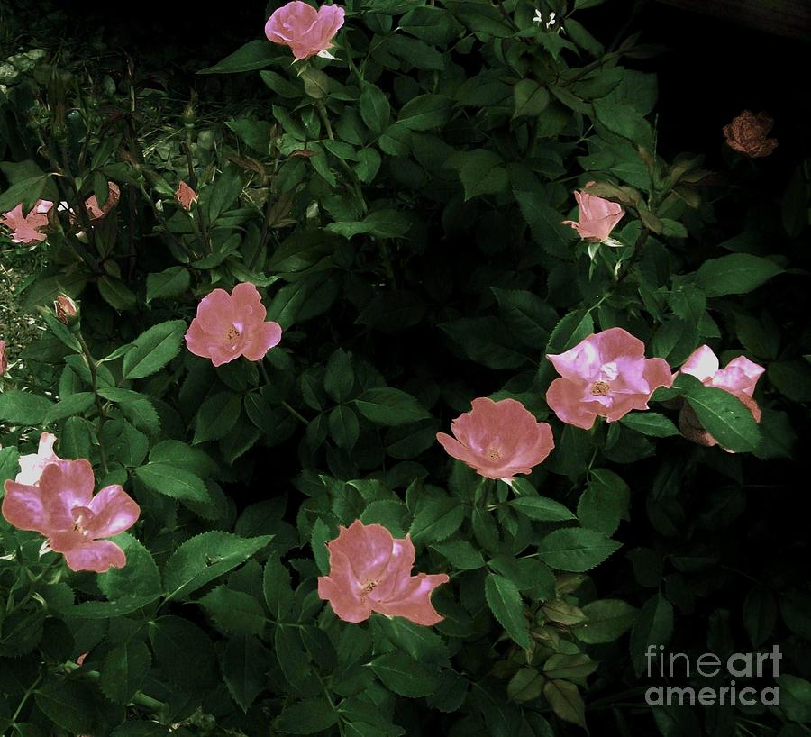 Baby Pink Rose Bush Photograph by Marsha Heiken