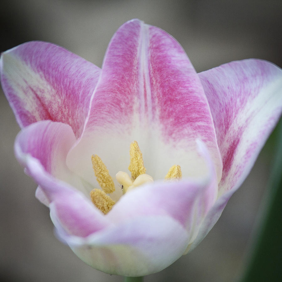 Baby Pink Tulip Squared Photograph by Teresa Mucha - Pixels