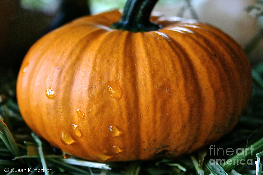 Baby Pumpkin Tears Photograph by Susan Herber