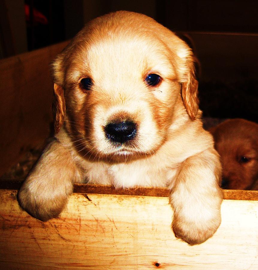 Baby puppy Photograph by Samantha Howell - Fine Art America