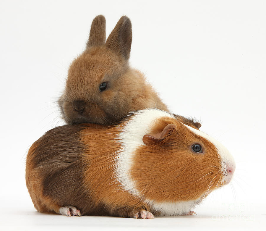 Baby Rabbit And Guinea Pig Photograph by Mark Taylor Fine Art America