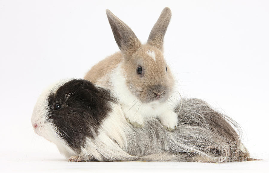 Nature Photograph - Baby Rabbit And Long-haired Guinea Pig by Mark Taylor