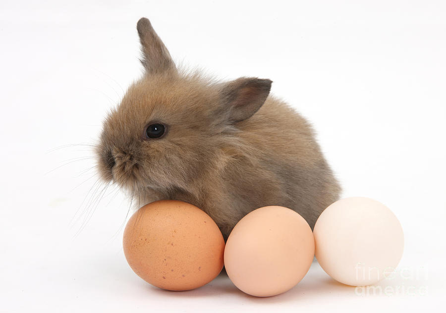 Baby Rabbit With Eggs Photograph by Mark Taylor - Fine Art America