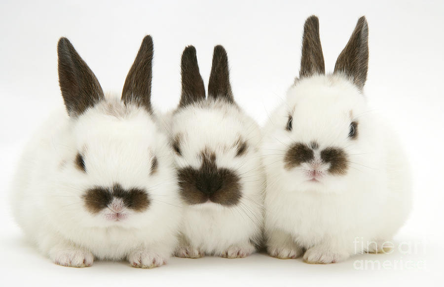 Baby Rabbits Photograph by Jane Burton