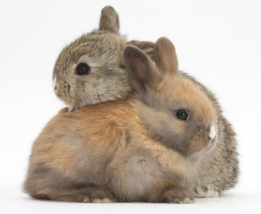 Rabbit Photograph - Baby Rabbits by Mark Taylor