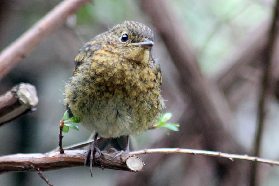 Baby Robin on branch Photograph by Tony Murtagh