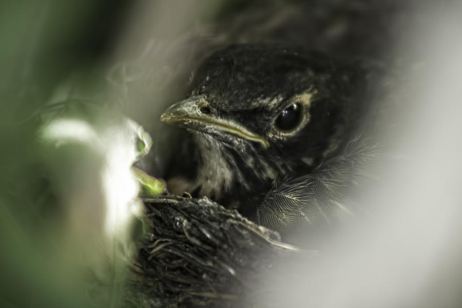 Baby Robin Photograph by Tom Gort