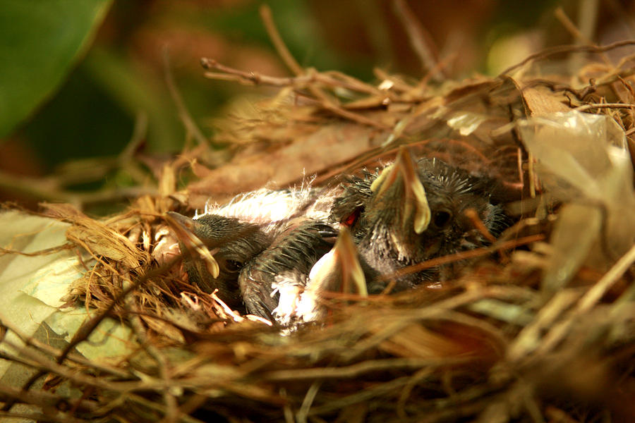 Baby Robins in nest Photograph by Emanuel Tanjala