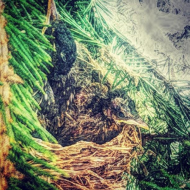 Sketch Photograph - Baby Robins 🐤me And 🐦mr.george At by Roberta Robedeau