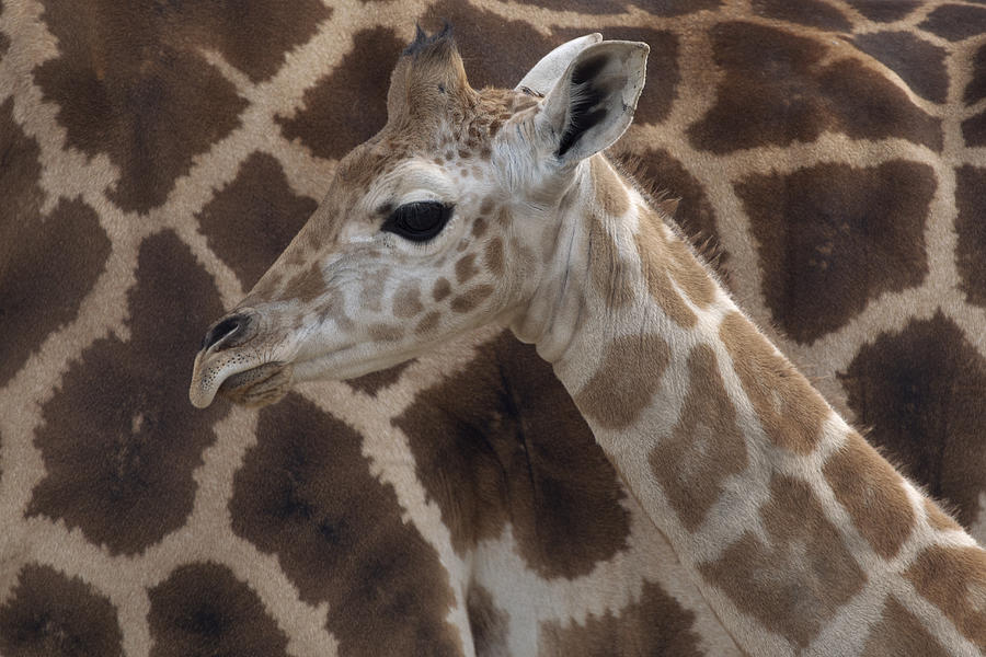 Baby Rothschild Giraffe  Photograph by San Diego Zoo
