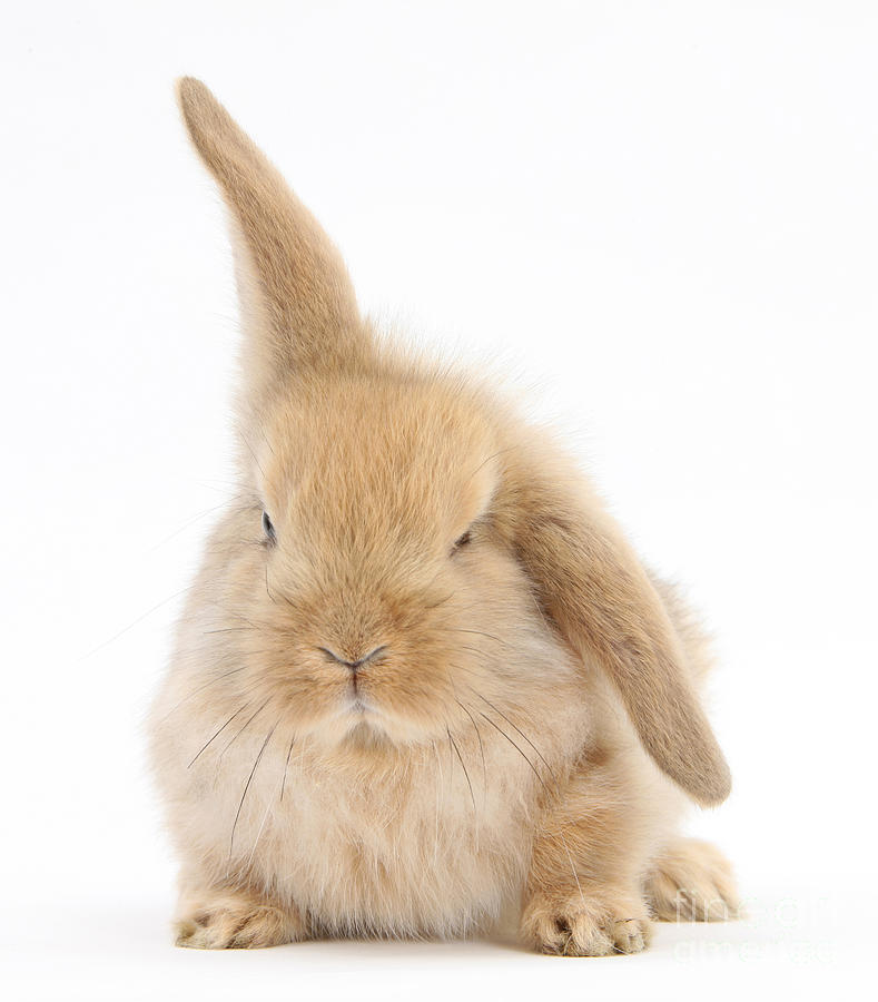 Baby Sandy Lop Rabbit Photograph by Mark Taylor - Fine Art America