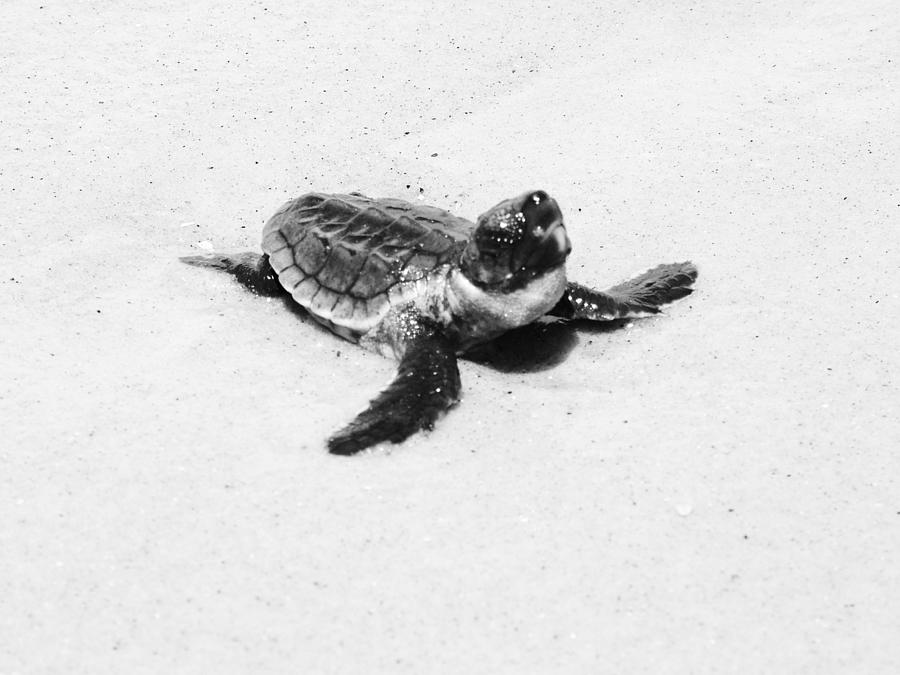 Baby Sea Turtle Photograph - Baby Sea Turtle  by Lillie Wilde