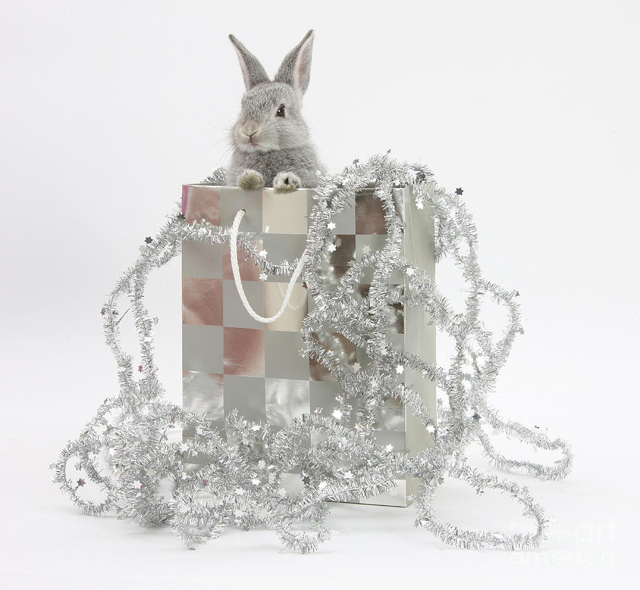 Baby Silver Rabbit In A Gift Bag Photograph by Mark Taylor