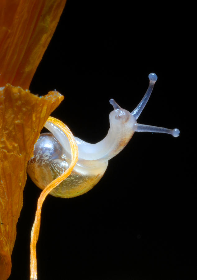 Baby Snail Climbing Photograph by Dung Ma