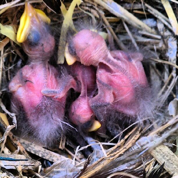 Spring Photograph - Baby Starlings, 5 Days Old. #babybirds by Jen Flint