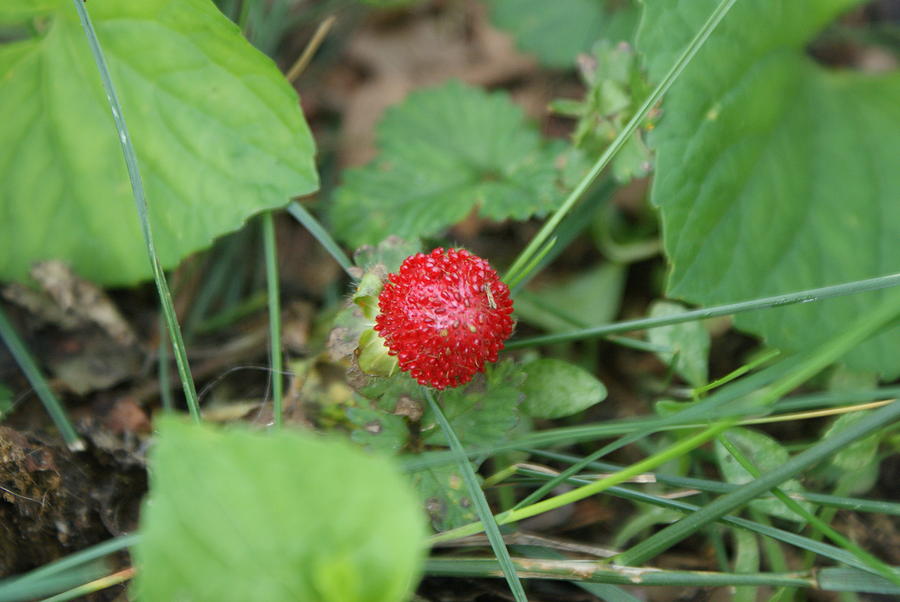 Baby Strawberry Photograph by William Ohanlan - Fine Art America