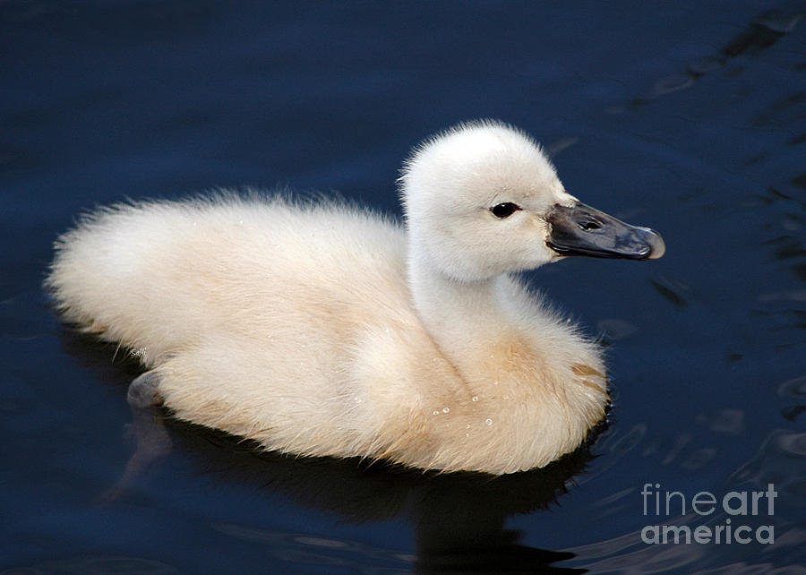 Baby swan looking for Mom Photograph by Sami Martin
