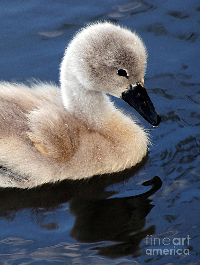 Baby swan Photograph by Sami Martin