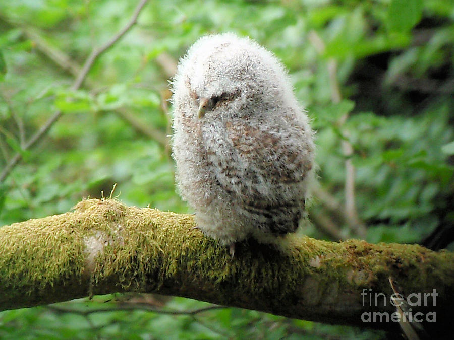 Baby Tawny Owl Photograph by Ruth Hallam - Fine Art America