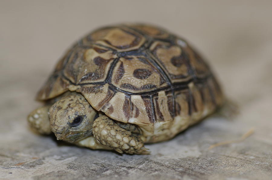 BABY tortoise Photograph by Gerald Kloss