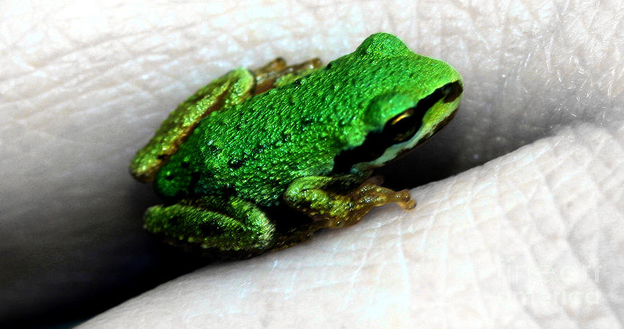 Baby Tree Frog Photograph by Nick Gustafson