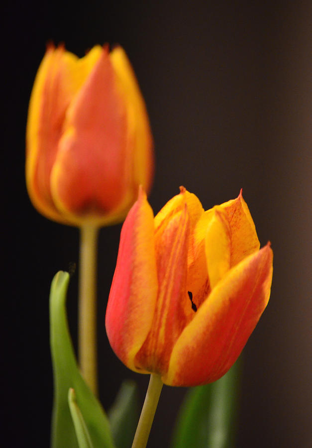 Baby Tulips Close up Macro Photograph by Sandi OReilly