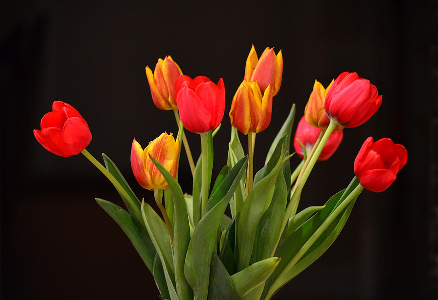 Baby Tulips Photograph by Sandi OReilly