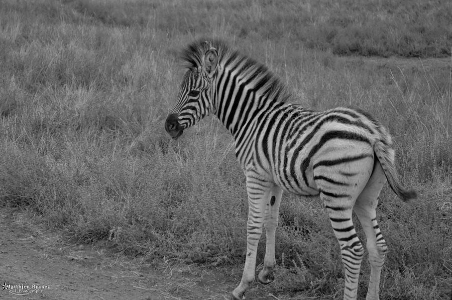 Baby Zebra Photograph by Matthieu Russell | Fine Art America