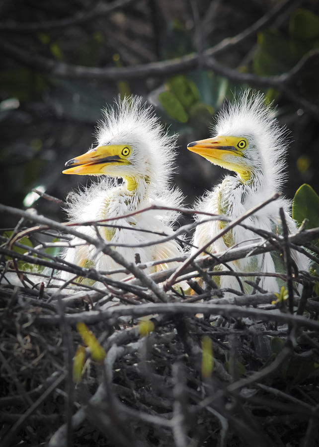 Bird Photograph - Baby Greats by Patrick Lynch
