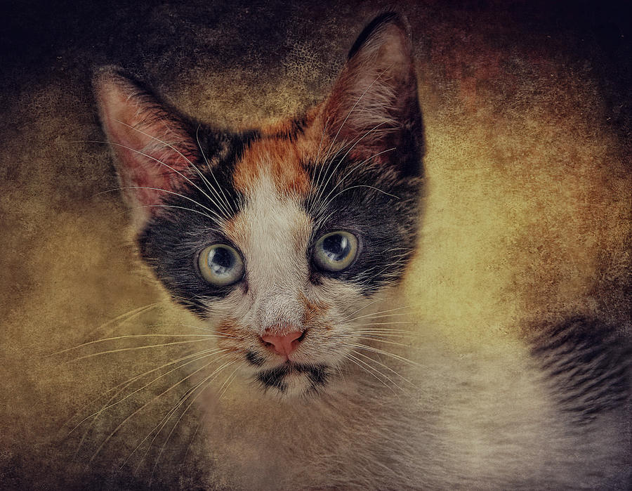 Cat Photograph - Bacchus by Pat Abbott