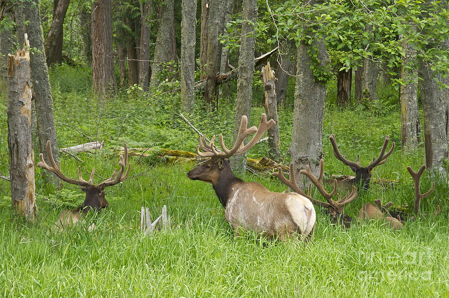 Bachelor Elk Herd in Velvet Photograph by Sean Griffin
