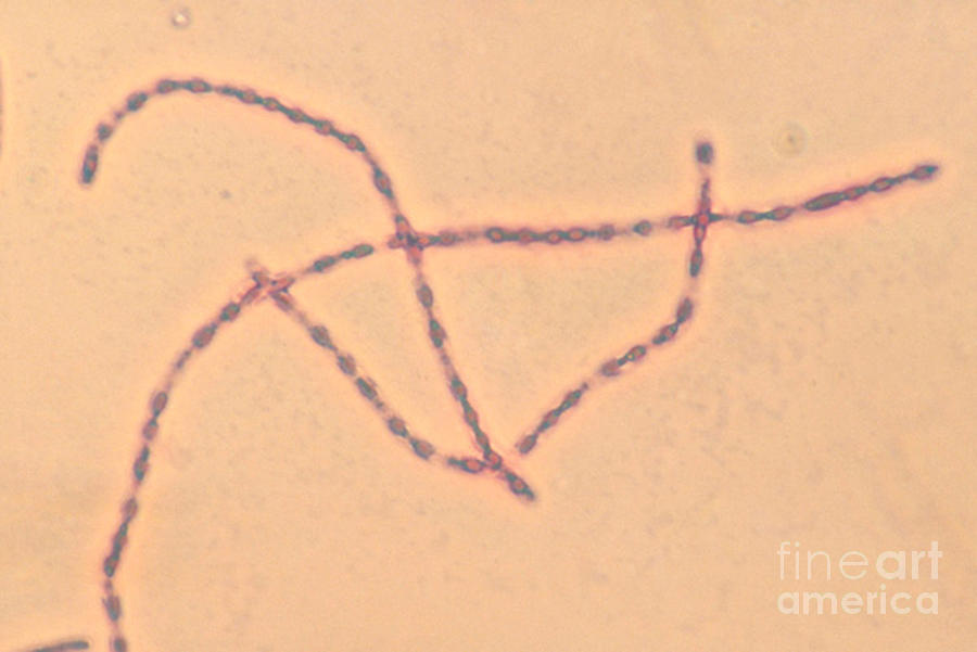 Bacillus Anthracis Photograph by Eric V. Grave