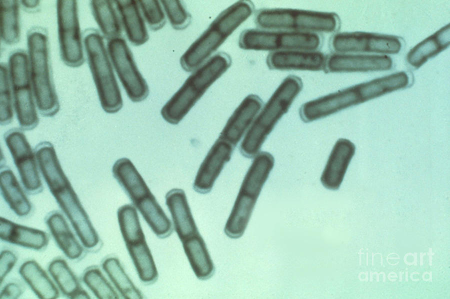 Bacillus Cereus Photograph by ASM/Science Source
