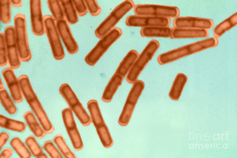 Bacillus Cereus, Lm Photograph by ASM/Science Source
