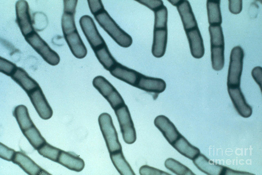 Bacillus Megaterium Photograph - Bacillus Megaterium by ASM/Science Source
