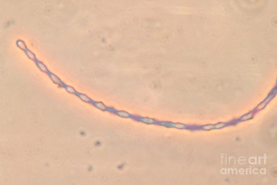 spore formation in bacillus subtilis