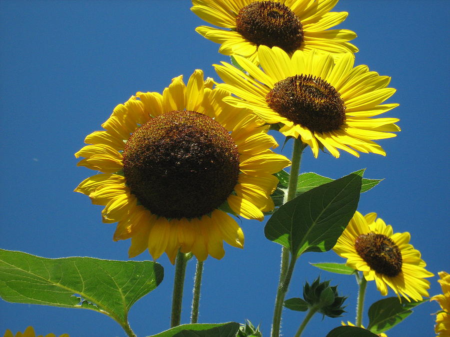 Back Bay Sunflowers Photograph by Bruce Carpenter