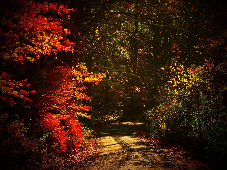 Back Country Road Photograph by Joyce Kimble Smith