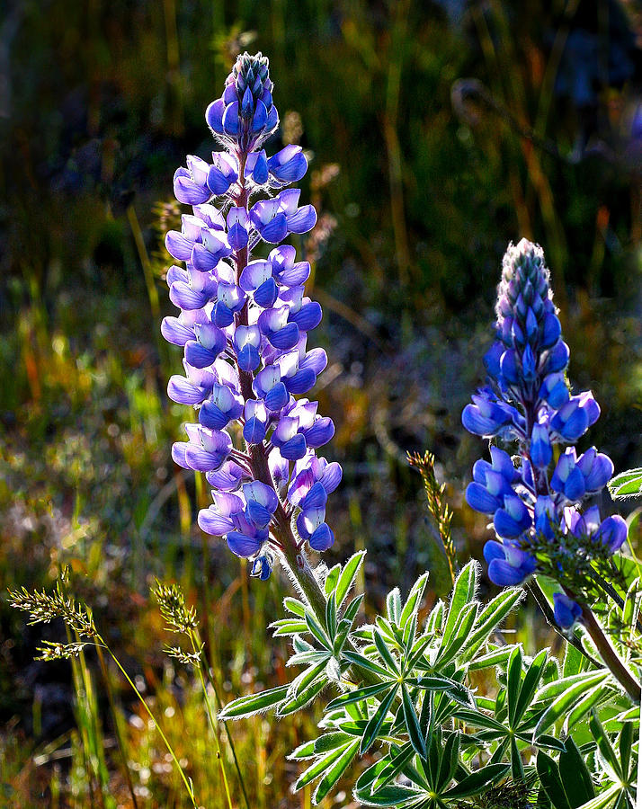 Back lit lupine Photograph by Jean Noren